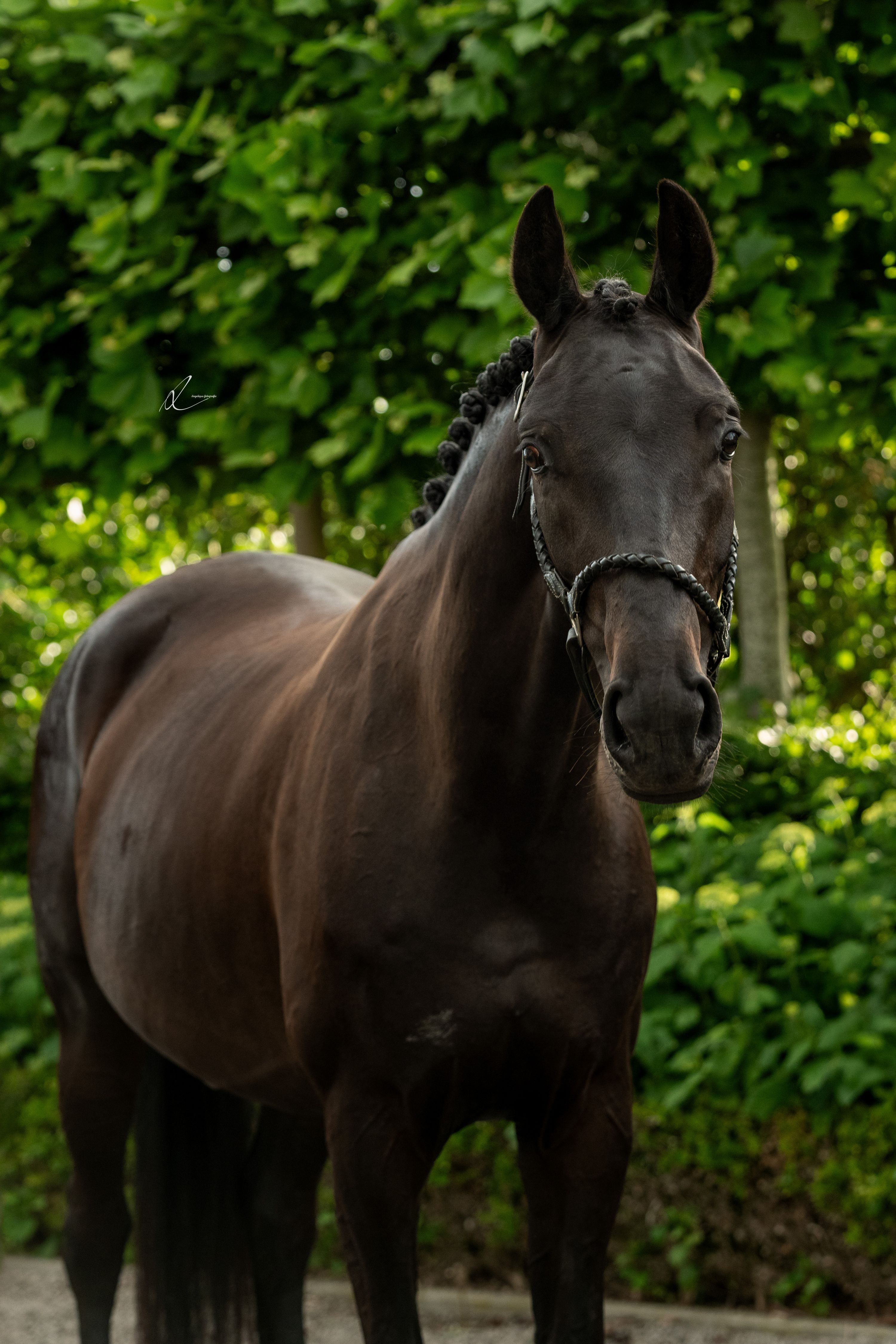 kwpn dressuurpaard merrie 5 jaar donkerbruin te koop - Foto 5