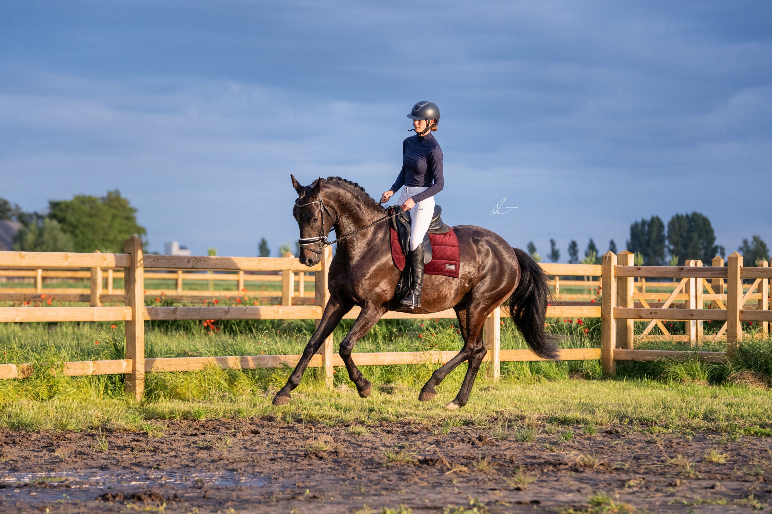 kwpn dressuurpaard merrie 5 jaar donkerbruin te koop - Foto 3