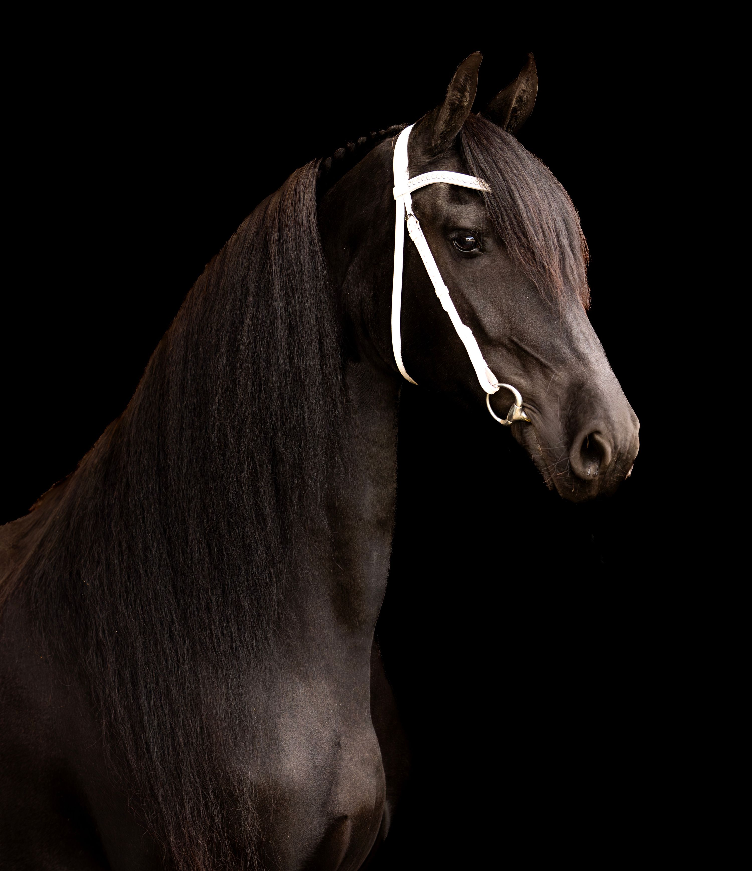 Pregnant 1st premium Friesian Ster mare!
