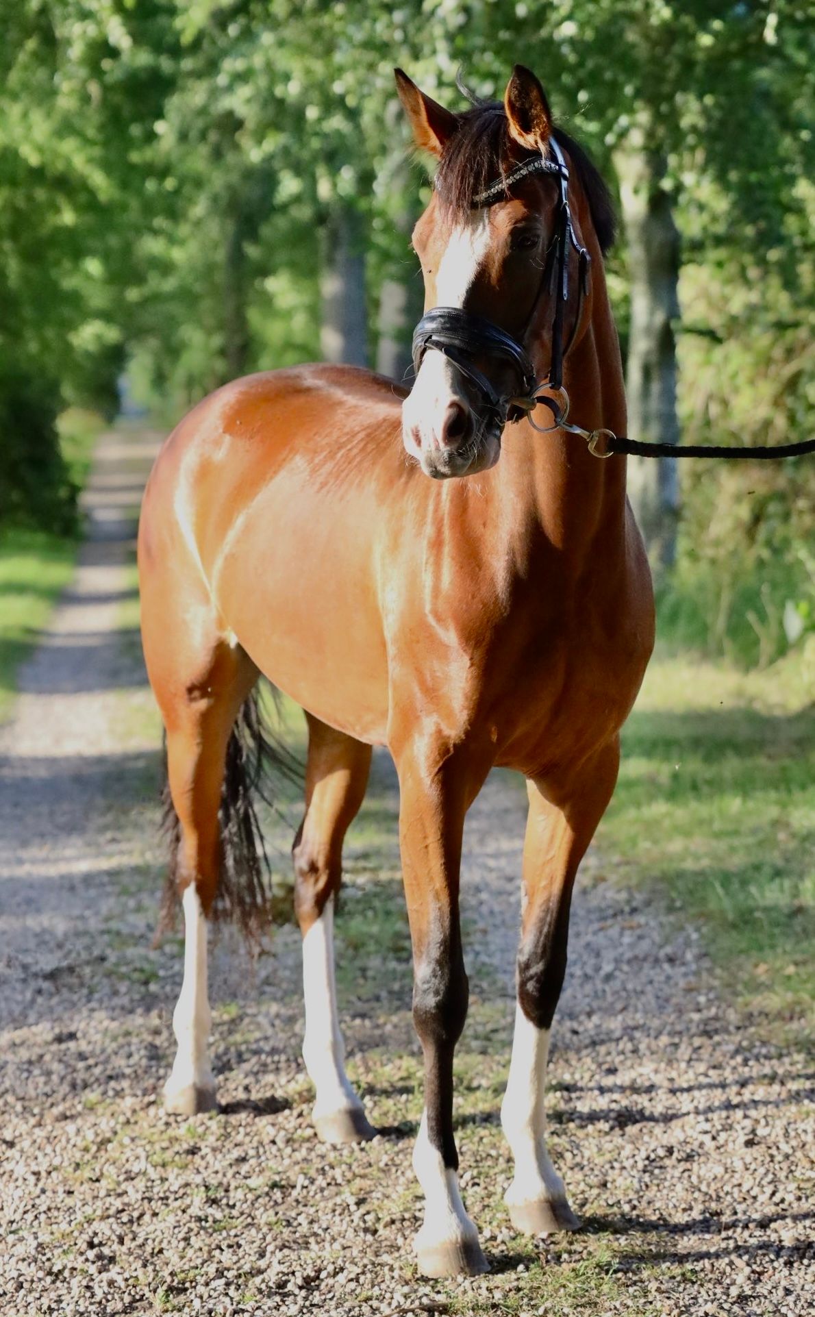 nrps dressuurpony merrie 4 years old bruin for sale - Photo 2
