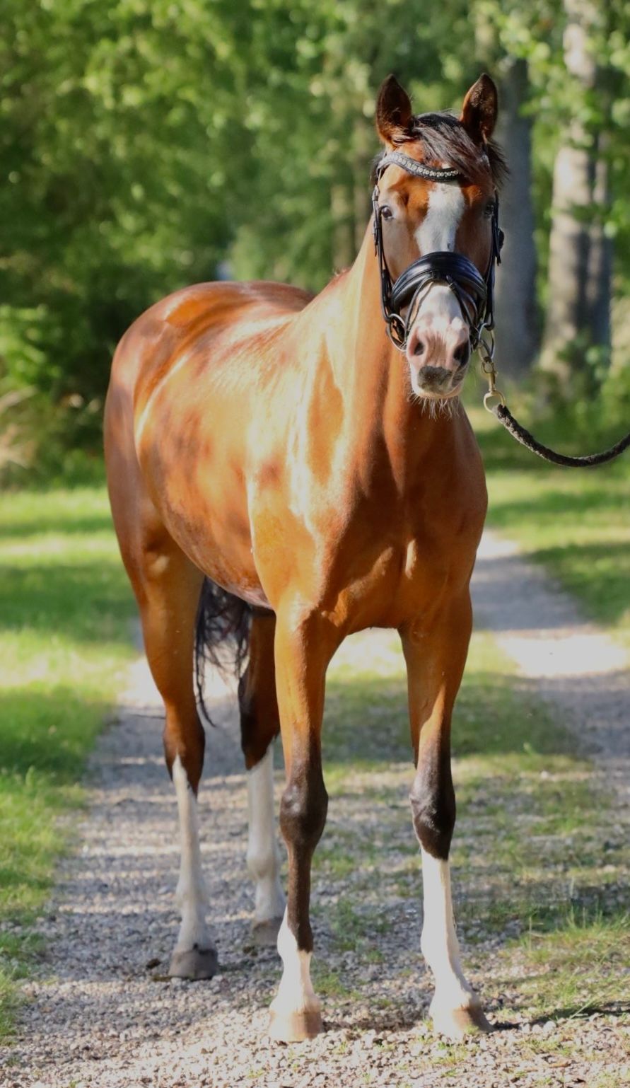 nrps dressuurpony merrie 4 years old bruin for sale - Photo 3