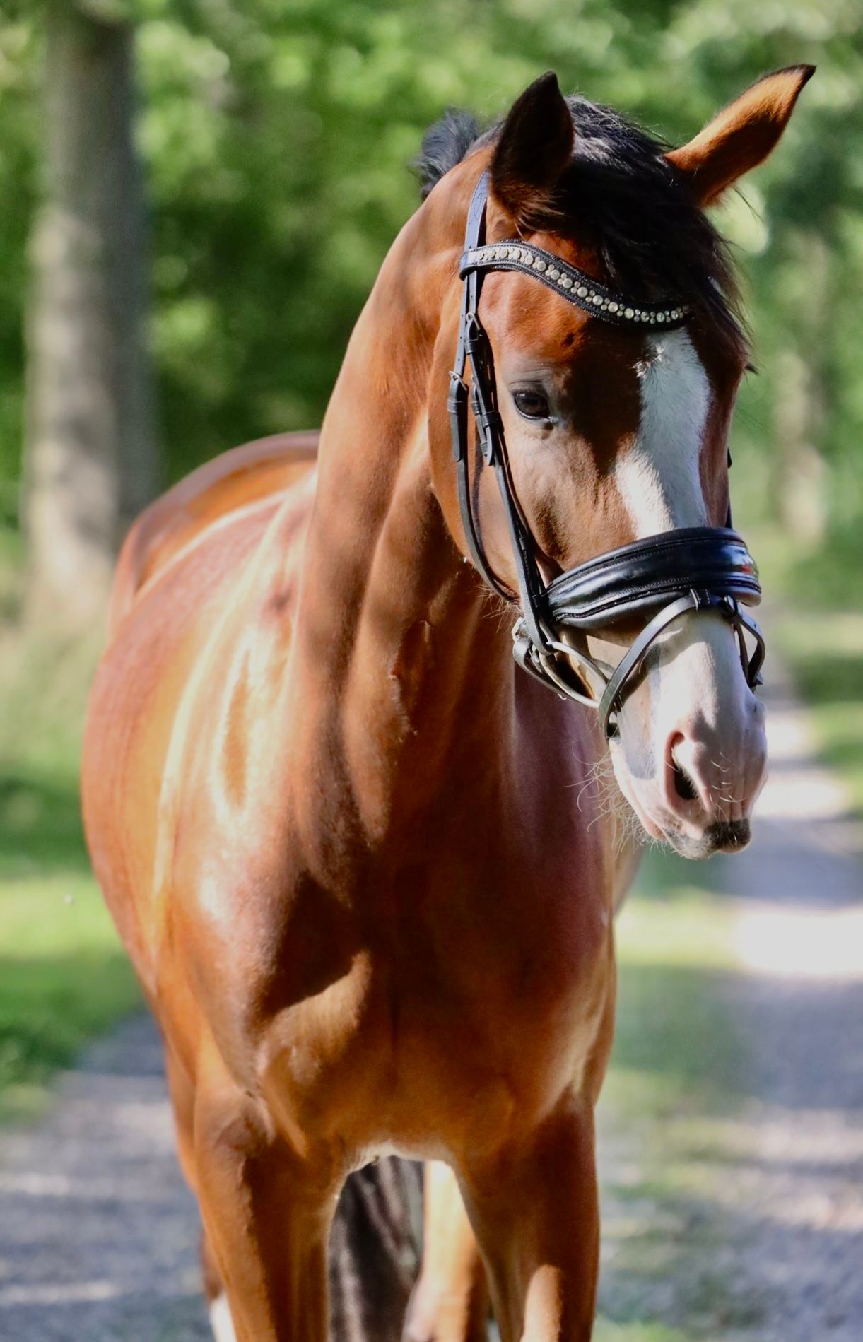 nrps dressuurpony merrie 4 years old bruin for sale - Photo 4