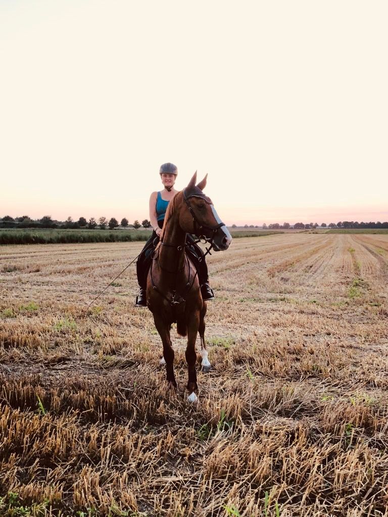 zangersheide springpaard merrie 10 ans vos à vendre - Photo 3