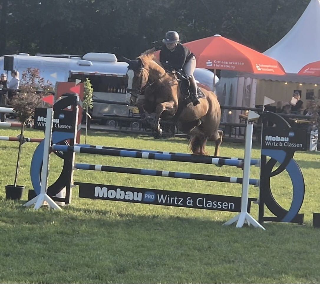 zangersheide springpaard merrie 10 ans vos à vendre - Photo 6