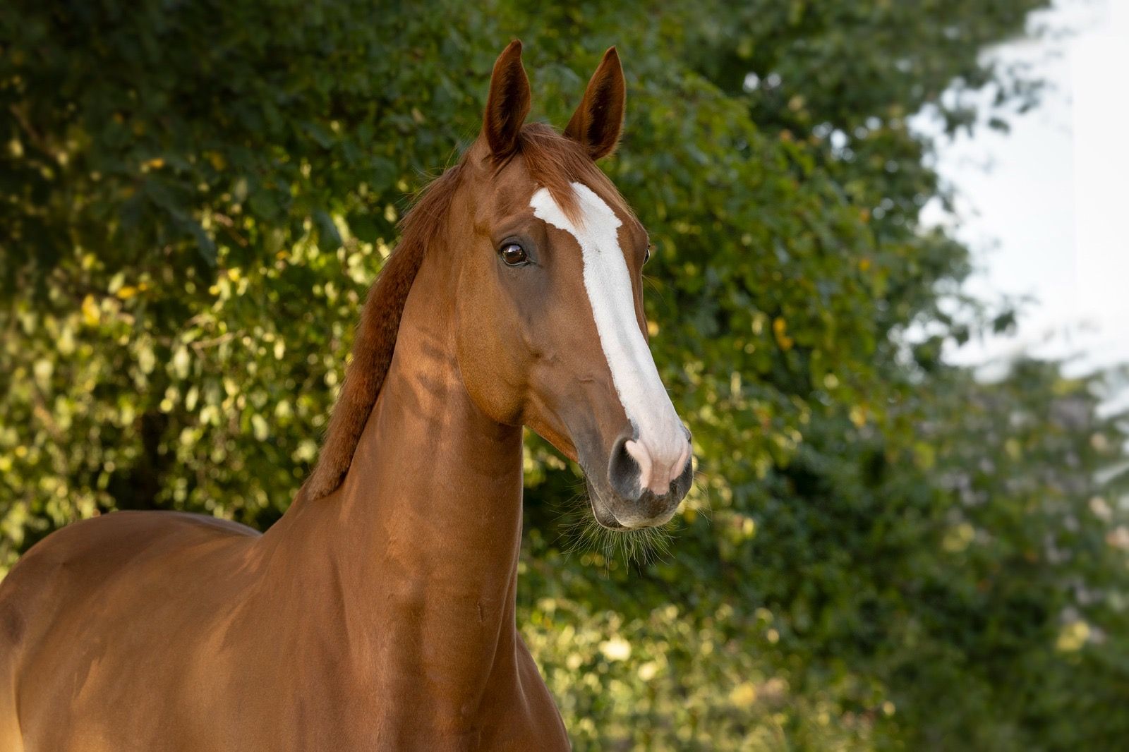 zangersheide springpaard merrie 10 ans vos à vendre - Photo 2