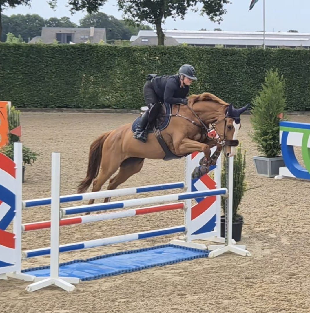 zangersheide springpaard merrie 10 ans vos à vendre - Photo 4