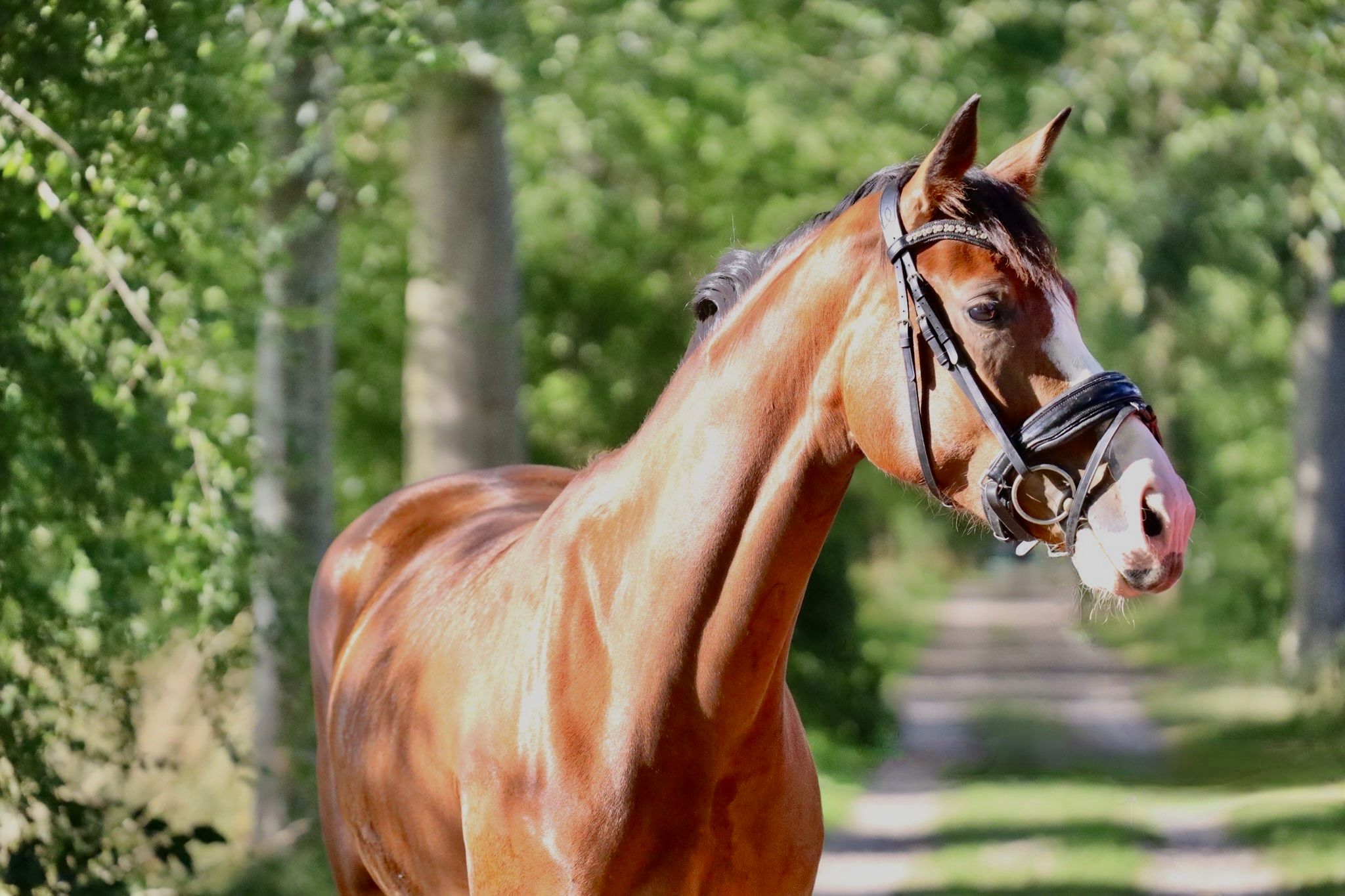 nrps dressuurpony merrie 4 years old bruin for sale - Main photo