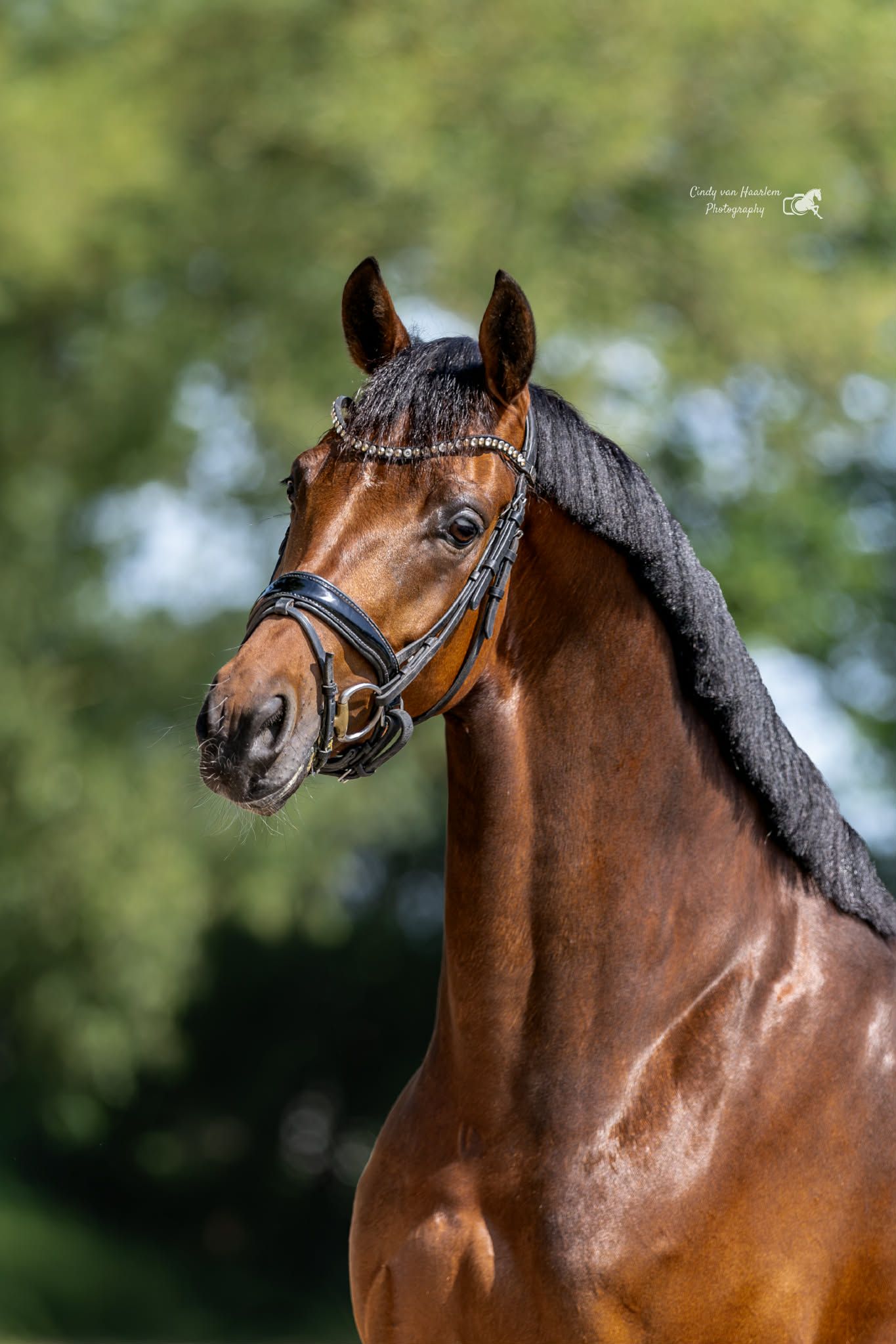 KWPN dressuurpaard Merrie 4 years old bruin for sale - Photo 2