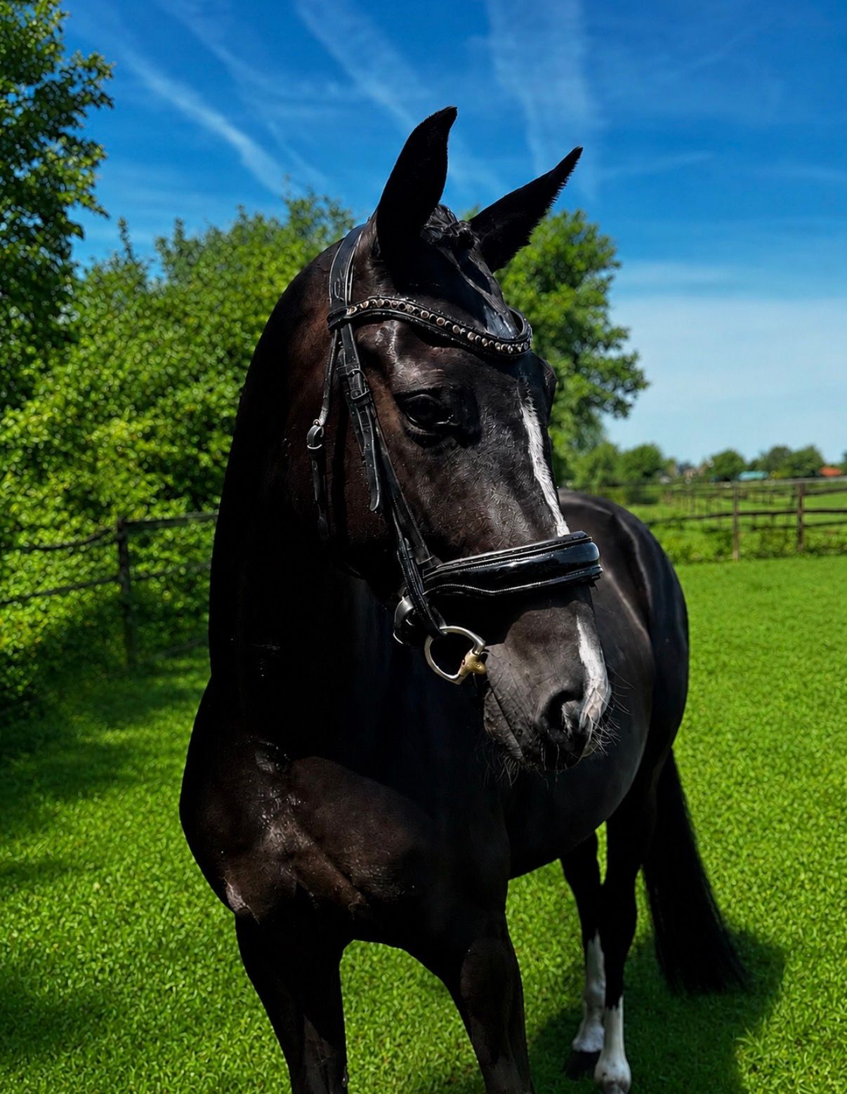Beautiful 3-year-old dressage mare for sale
