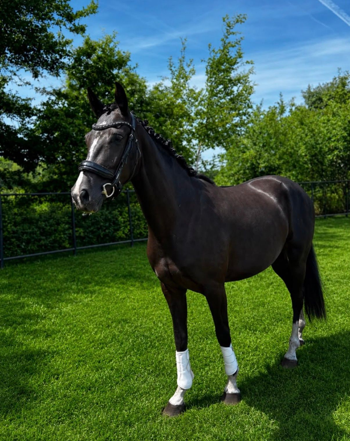 kwpn dressuurpaard merrie 3 years old zwart for sale - Photo 2