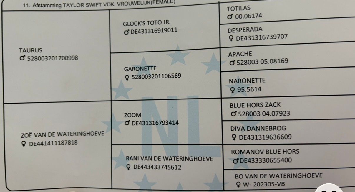 kwpn dressuurpaard merrie 3 years old zwart for sale - Photo 3