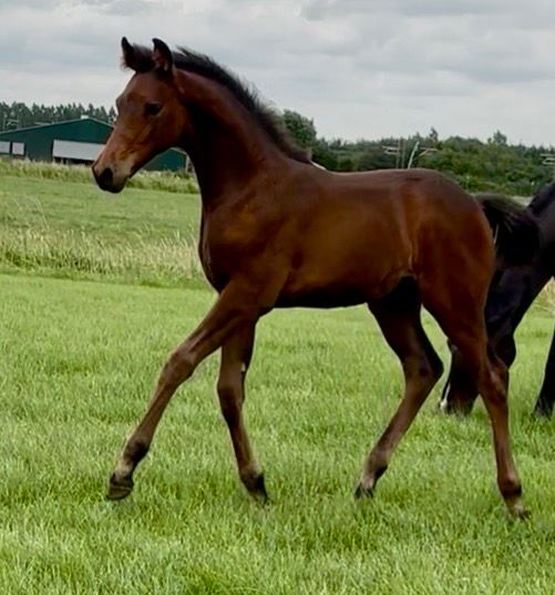 kwpn dressuurpaard hengst 0 jaar bruin te koop - Foto 3