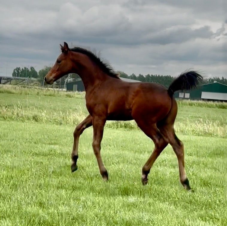 kwpn dressuurpaard hengst 0 jaar bruin te koop - Foto 5