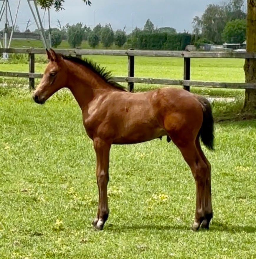 kwpn dressuurpaard hengst 0 jaar bruin te koop - Foto 2