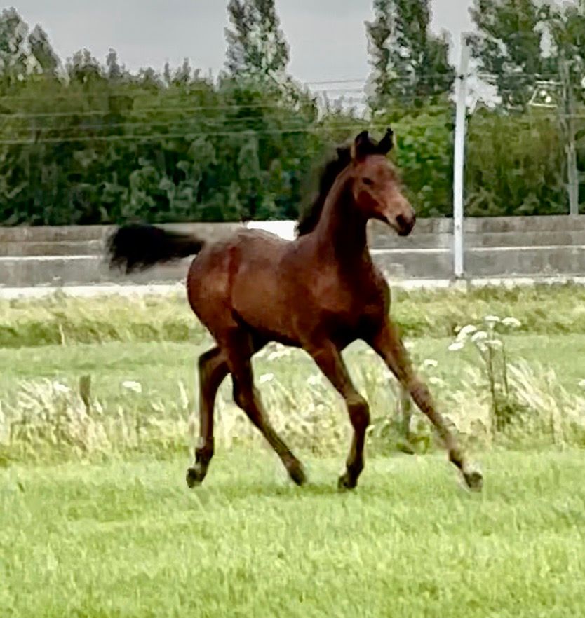 kwpn dressuurpaard hengst 0 jaar bruin te koop - Foto 4