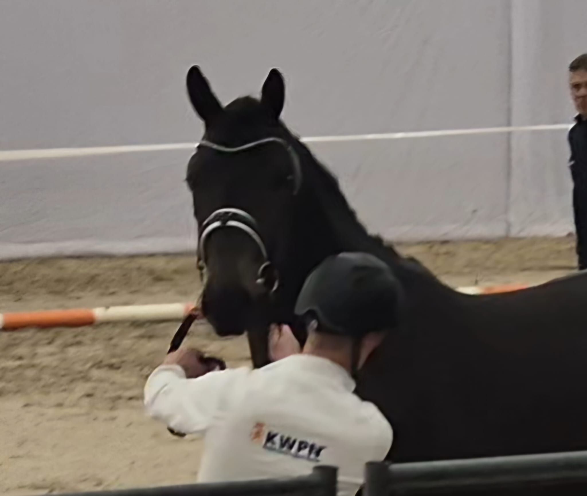 kwpn dressuurpaard ruin 3 years old zwart for sale - Photo 3