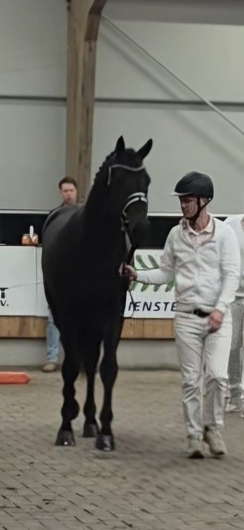 kwpn dressuurpaard ruin 3 years old zwart for sale - Photo 2