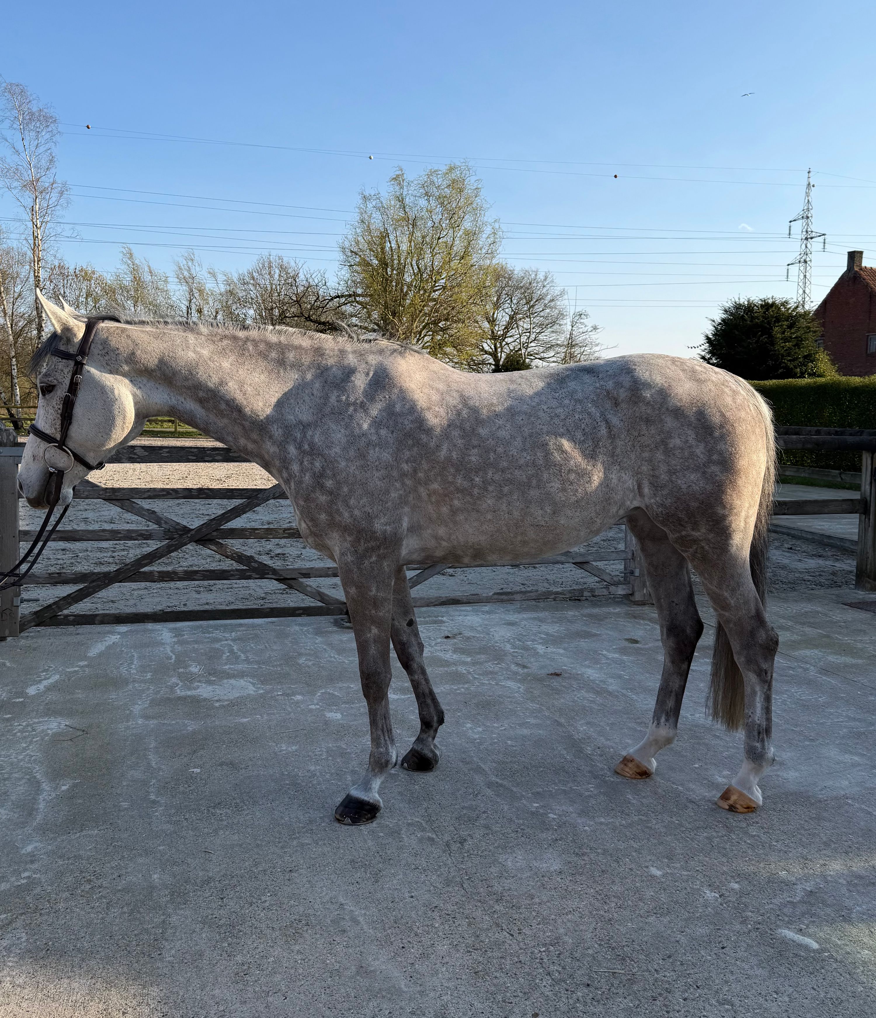 anglo-europees springpaard merrie 8 años schimmel en venta - Foto 2