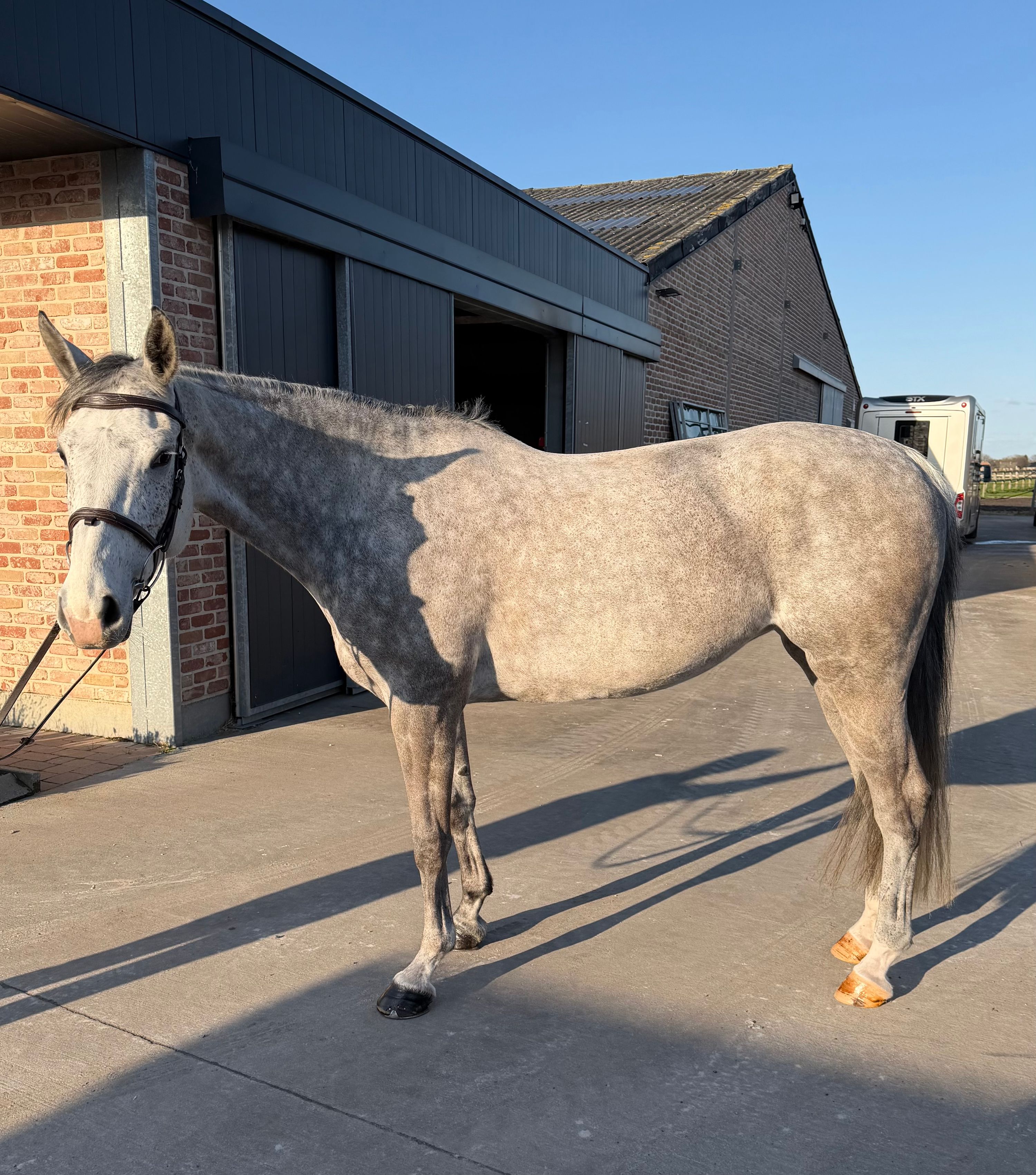 anglo-europees springpaard merrie 8 años schimmel en venta - Foto 3