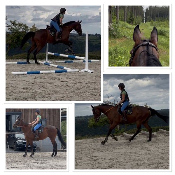 2022 Gelding - THE versatile partner for EVERYONE: dressage, jumping & hacking!