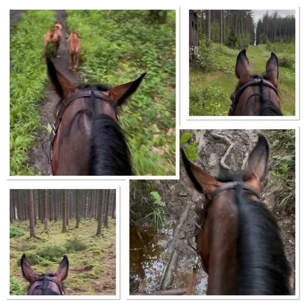 selle-francais recreatie-paard ruin 4 years old bruin for sale - Photo 3