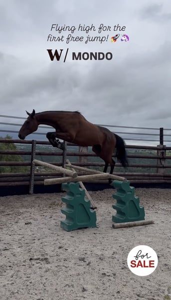 selle-francais recreatie-paard ruin 4 years old bruin for sale - Photo 4