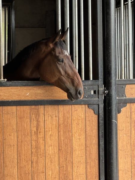 selle-francais recreatie-paard ruin 4 years old bruin for sale - Photo 2