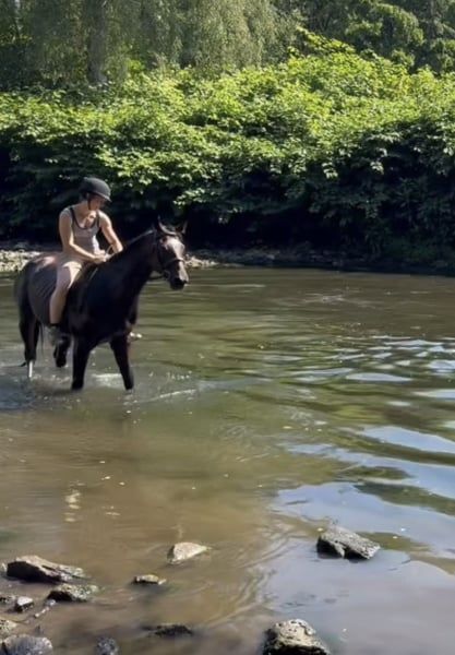 selle-francais recreatie-paard ruin 4 years old bruin for sale - Photo 5