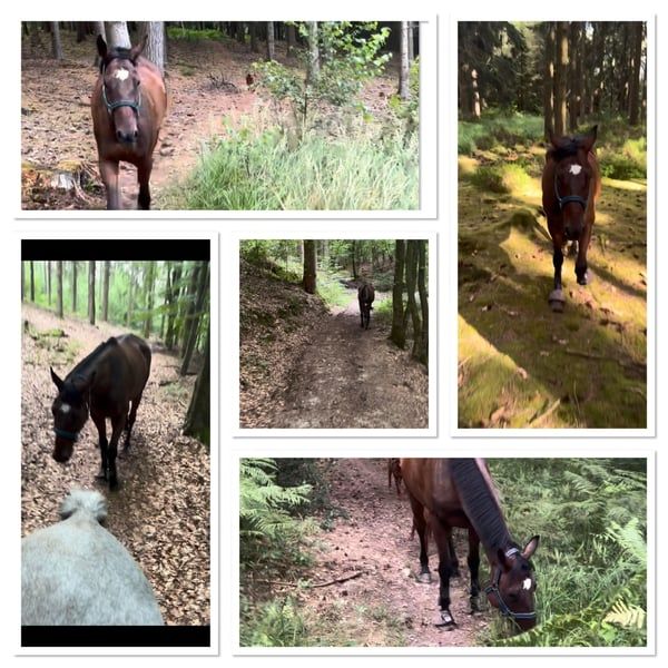 selle-francais recreatie-paard ruin 4 years old bruin for sale - Photo 5