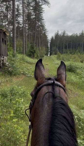 selle-francais recreatie-paard ruin 4 years old bruin for sale - Photo 6