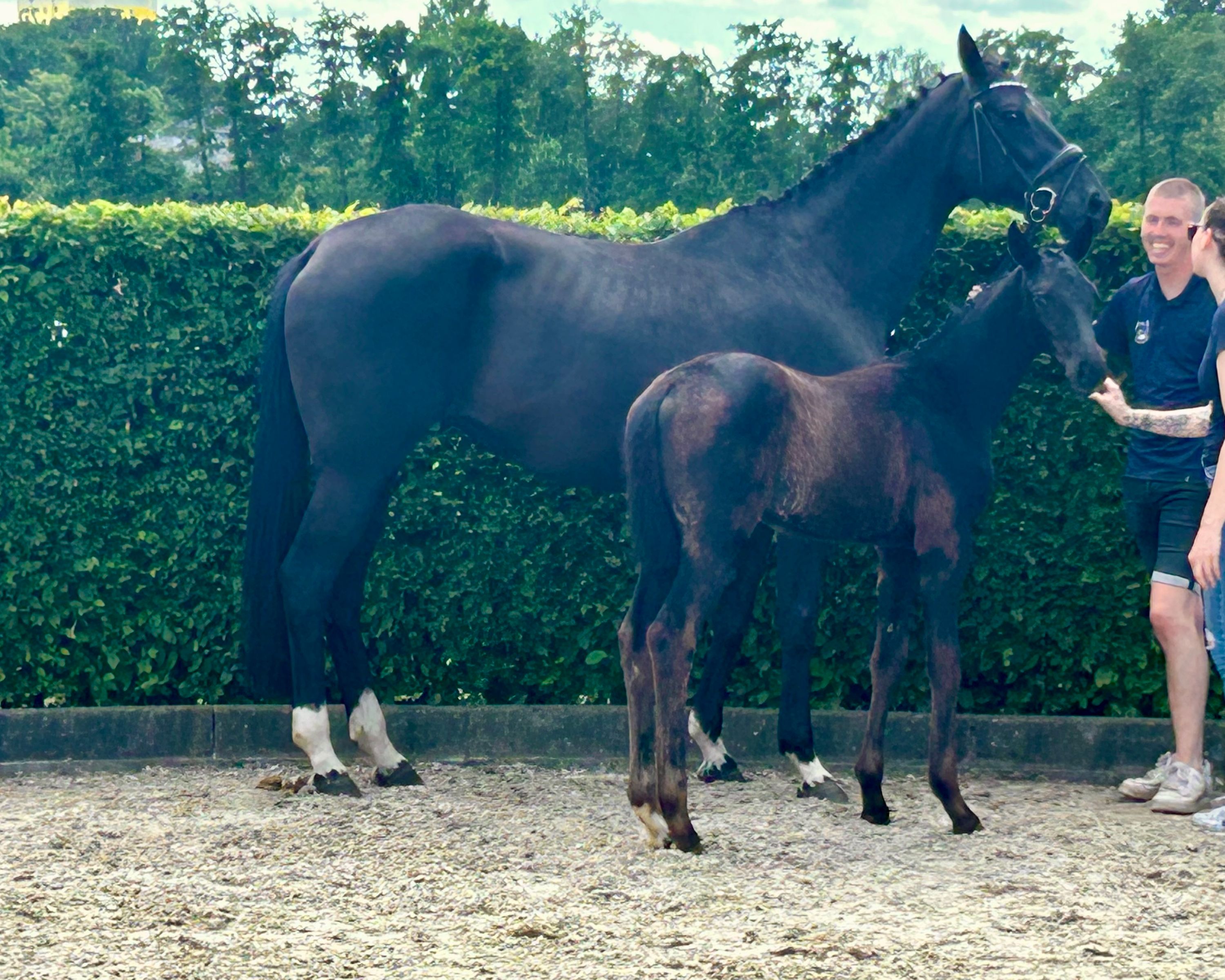 oldenburg dressuurpaard merrie 1 år zwart till salu - Foto 3