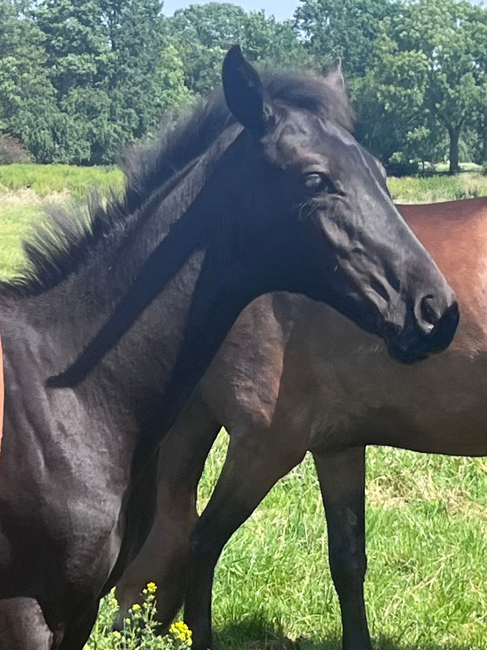oldenburg dressuurpaard merrie 1 år zwart till salu - Foto 4