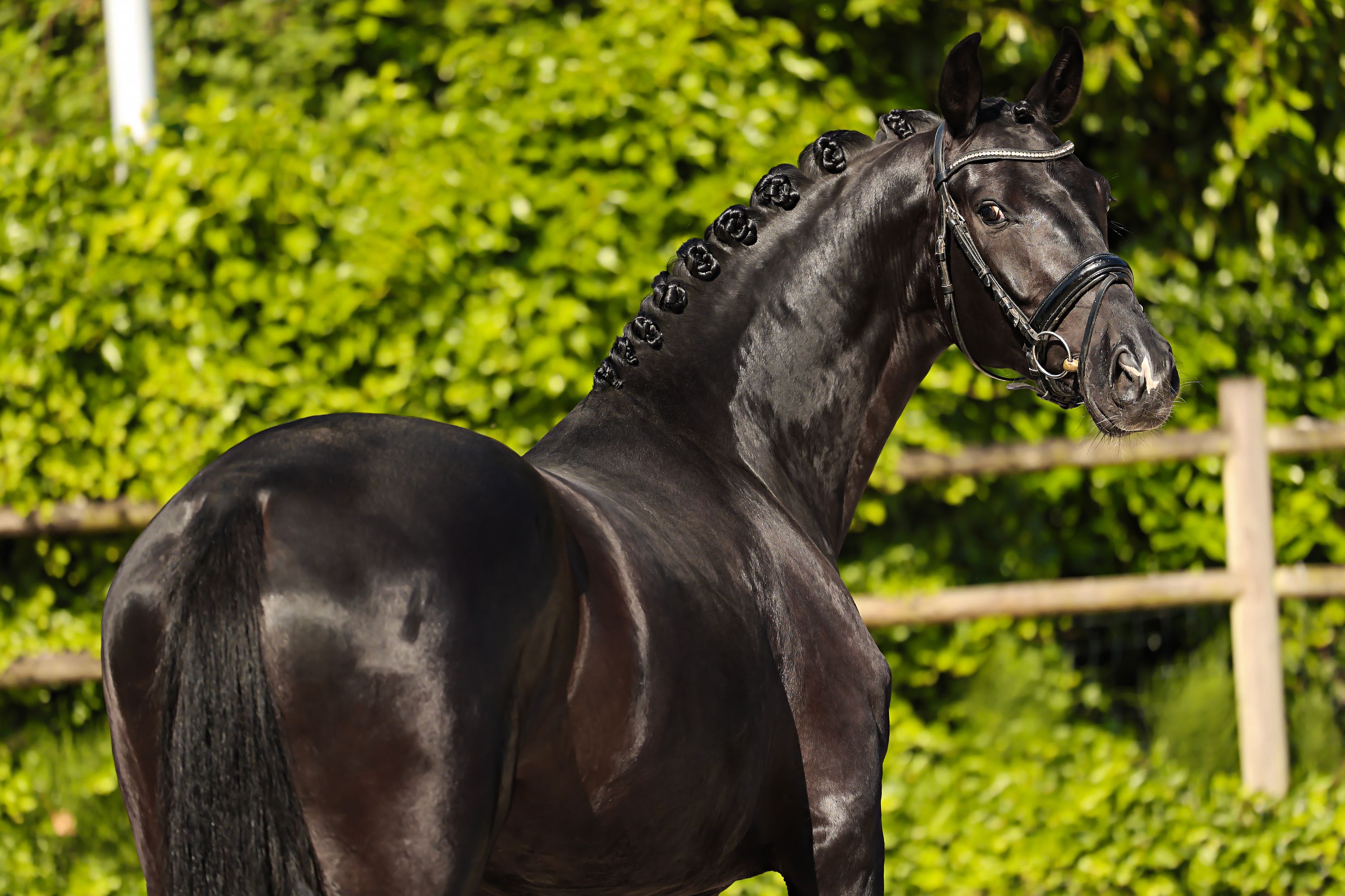 Striking 4-year-old For Ferrero x Bretton Woods