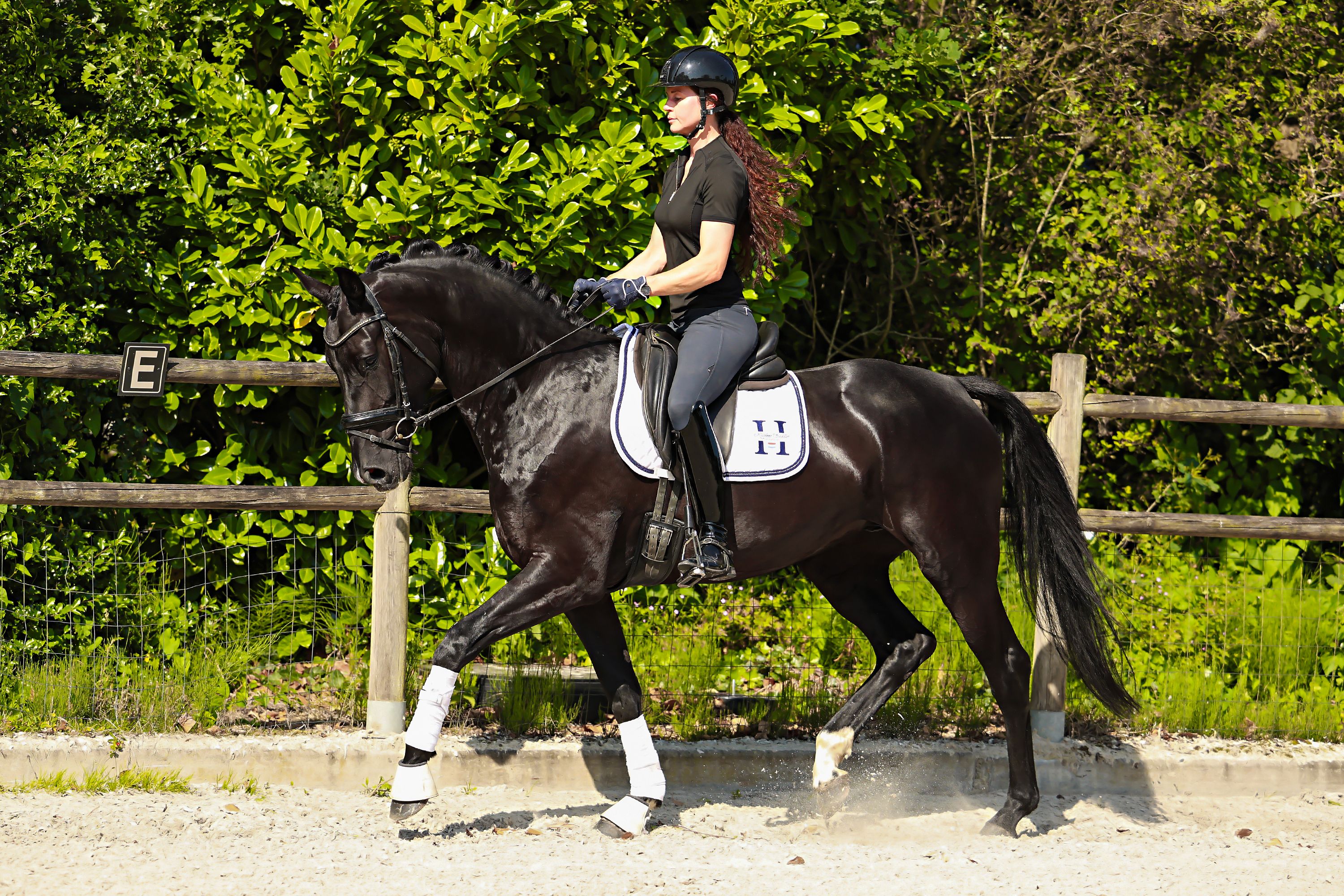 kwpn dressuurpaard merrie 4 years old zwart for sale - Photo 4
