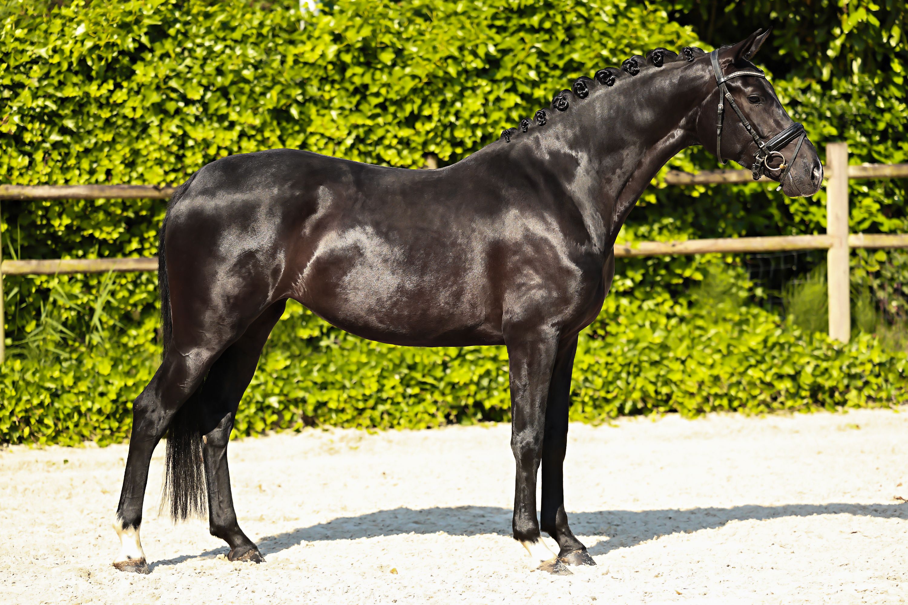 kwpn dressuurpaard merrie 4 years old zwart for sale - Photo 2
