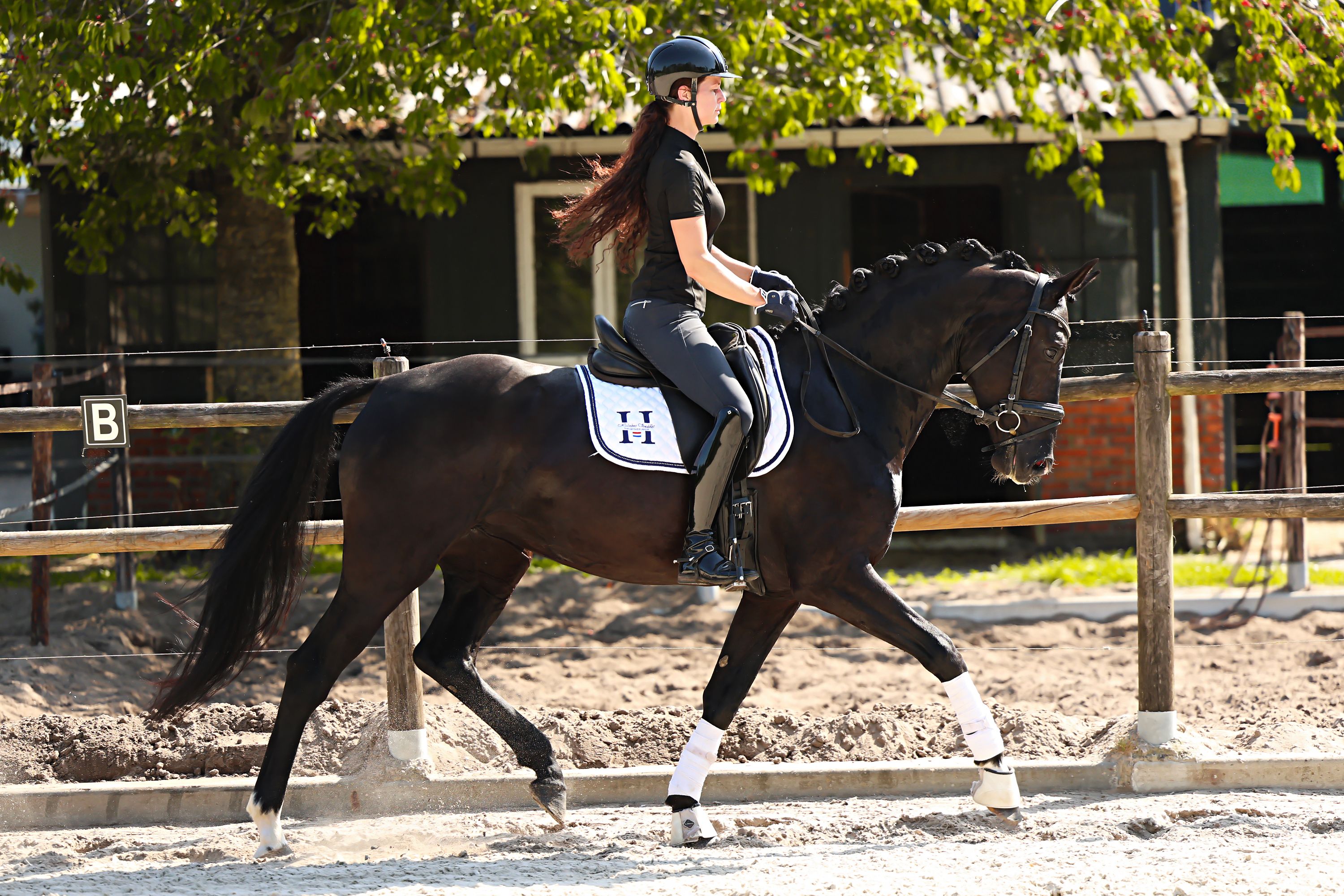 kwpn dressuurpaard merrie 4 years old zwart for sale - Photo 3