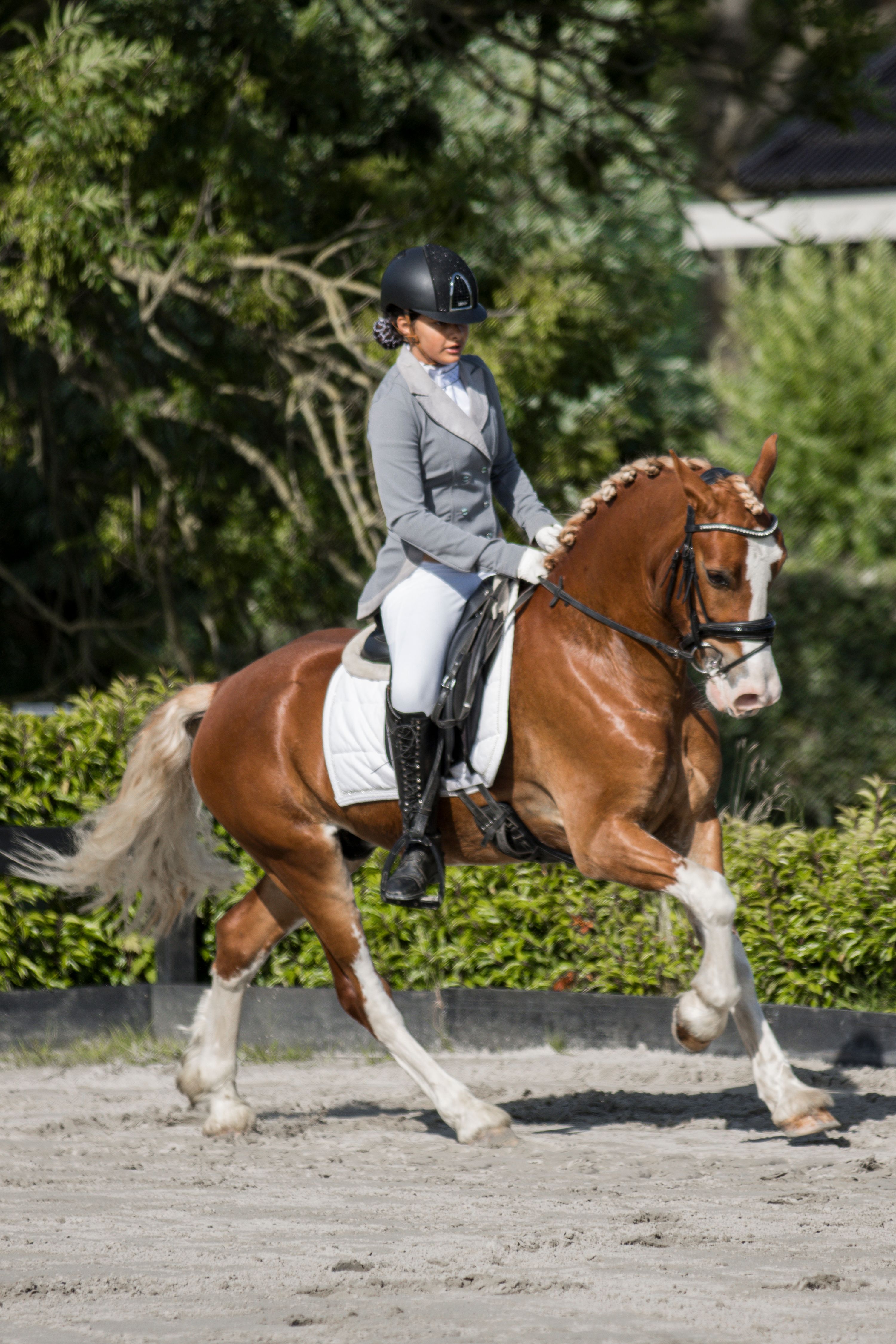 welsh-cob allround-pony ruin 4 years old vos for sale - Photo 6
