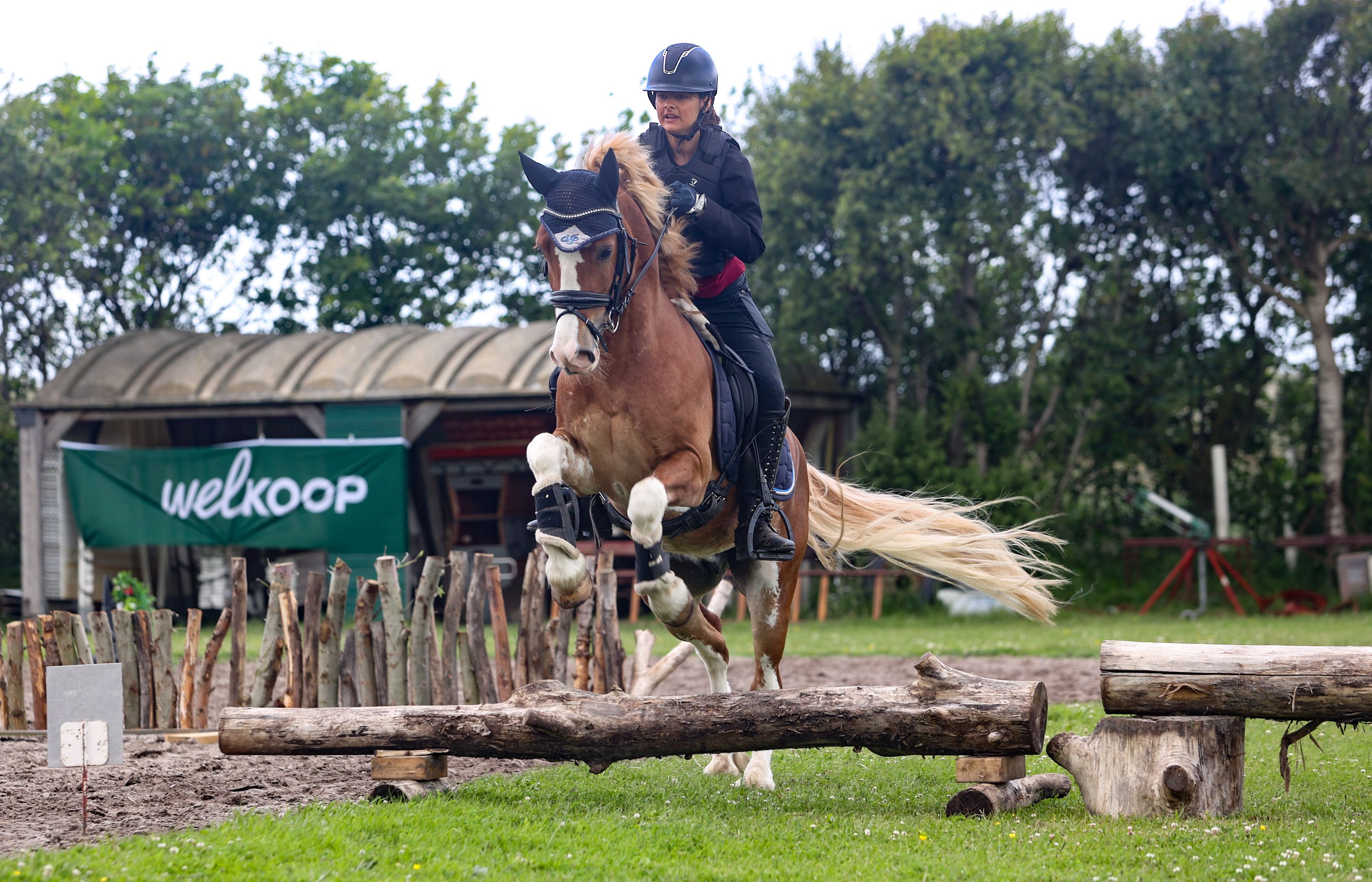 welsh-cob allround-pony ruin 4 years old vos for sale - Photo 3