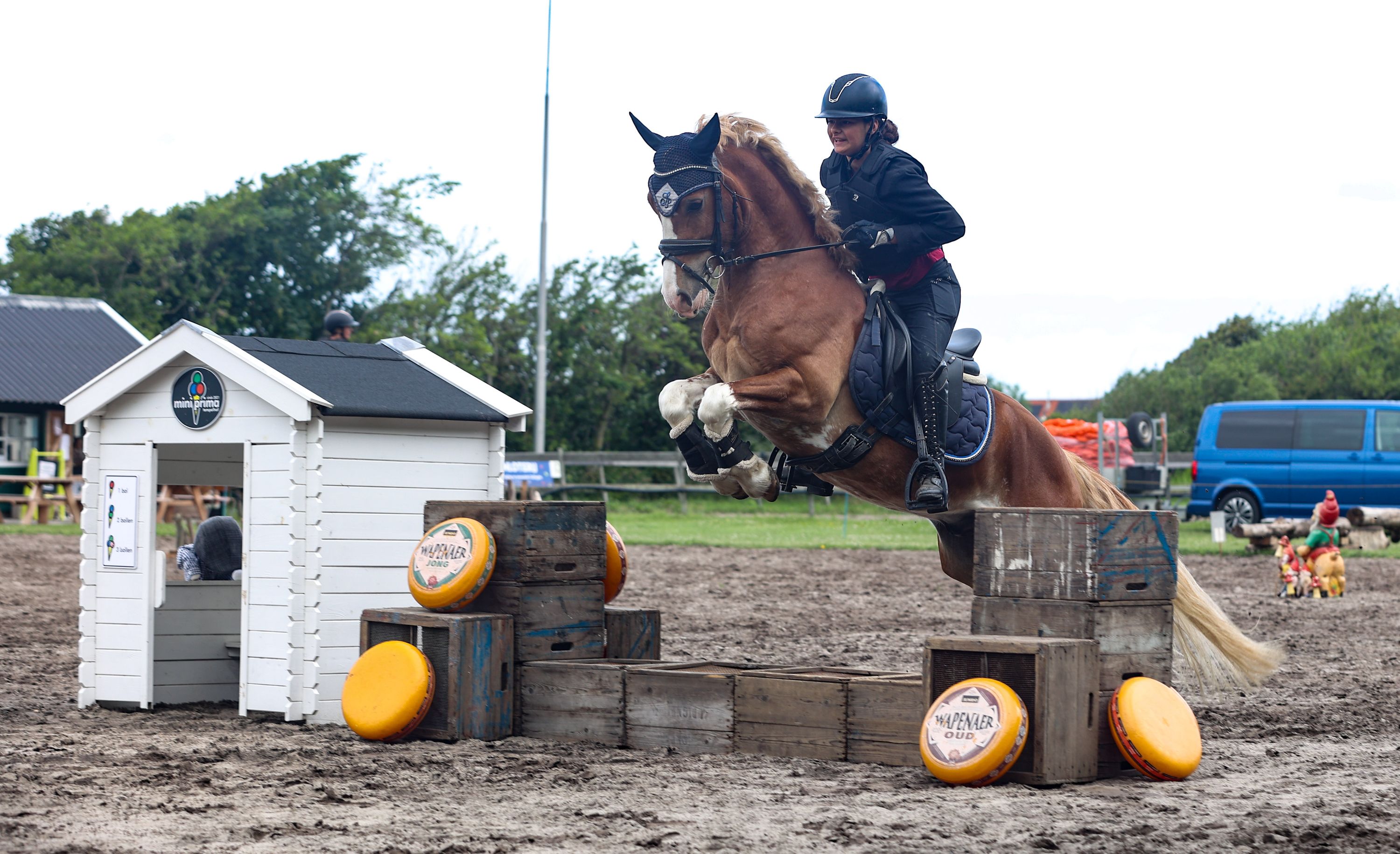 welsh-cob allround-pony ruin 4 years old vos for sale - Photo 2