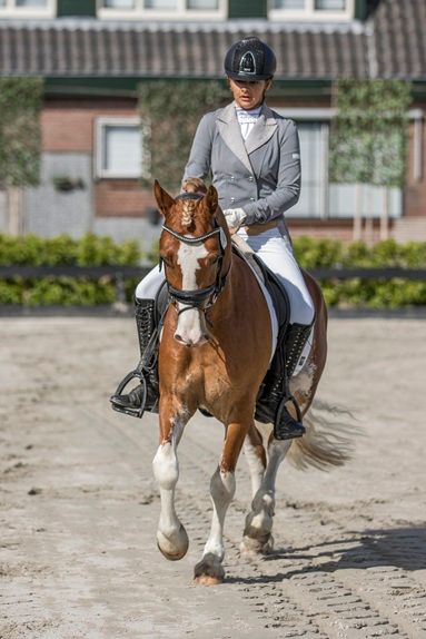 welsh-cob allround-pony ruin 4 years old vos for sale - Photo 5