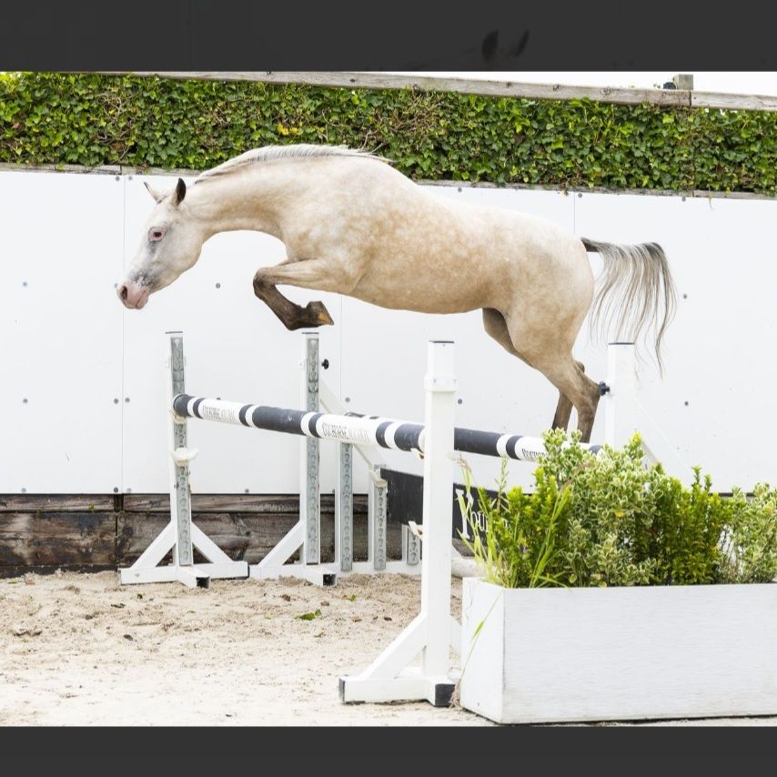 Zeee talentvolle c pony met uniek kleurtje!