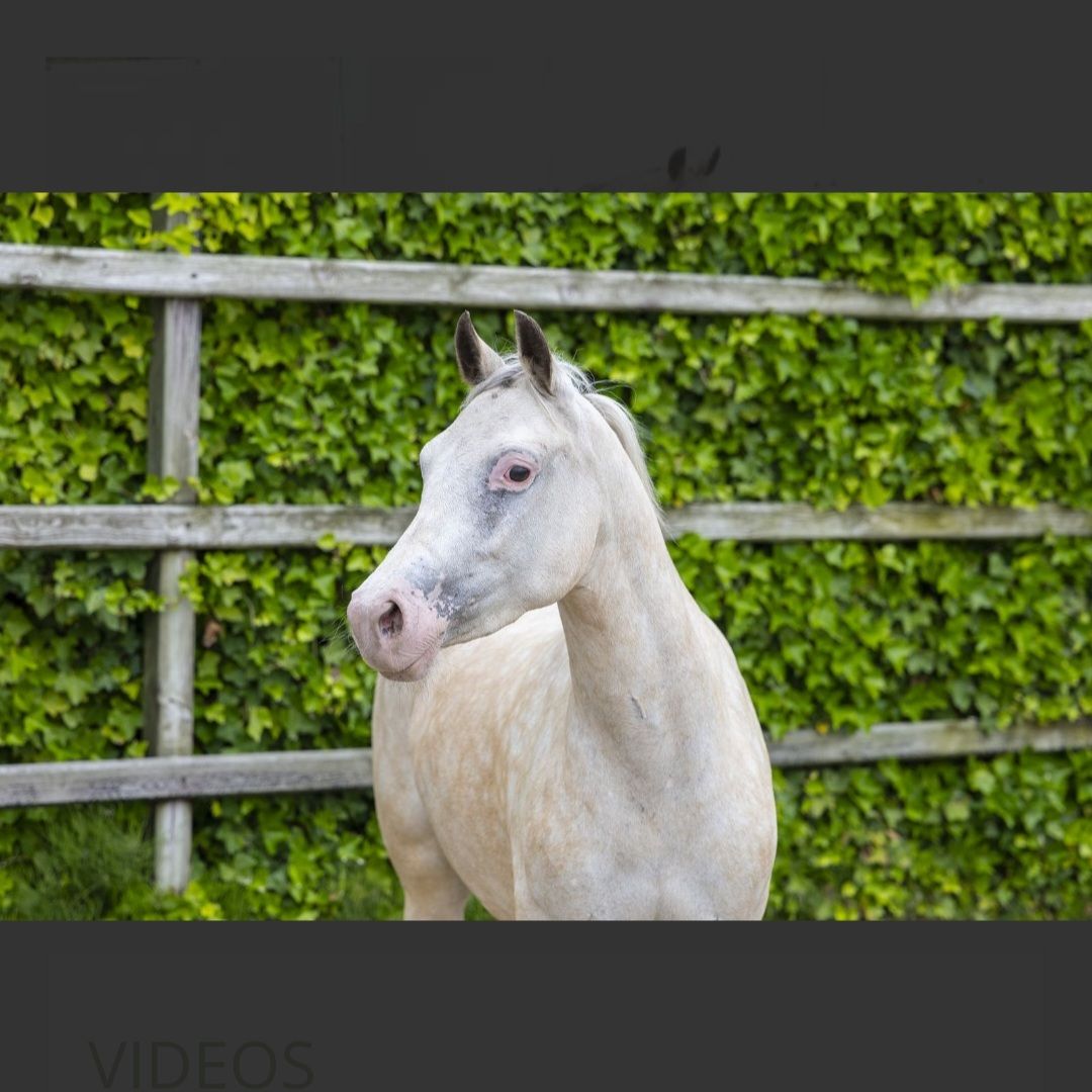 nrps allround-pony merrie 4 jaar palomino te koop - Foto 2
