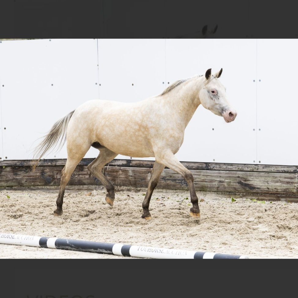 nrps allround-pony merrie 4 jaar palomino te koop - Foto 3