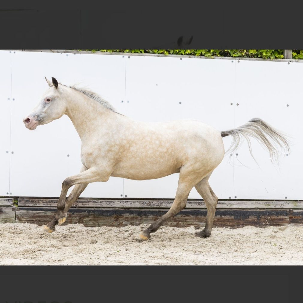 nrps allround-pony merrie 4 jaar palomino te koop - Foto 4