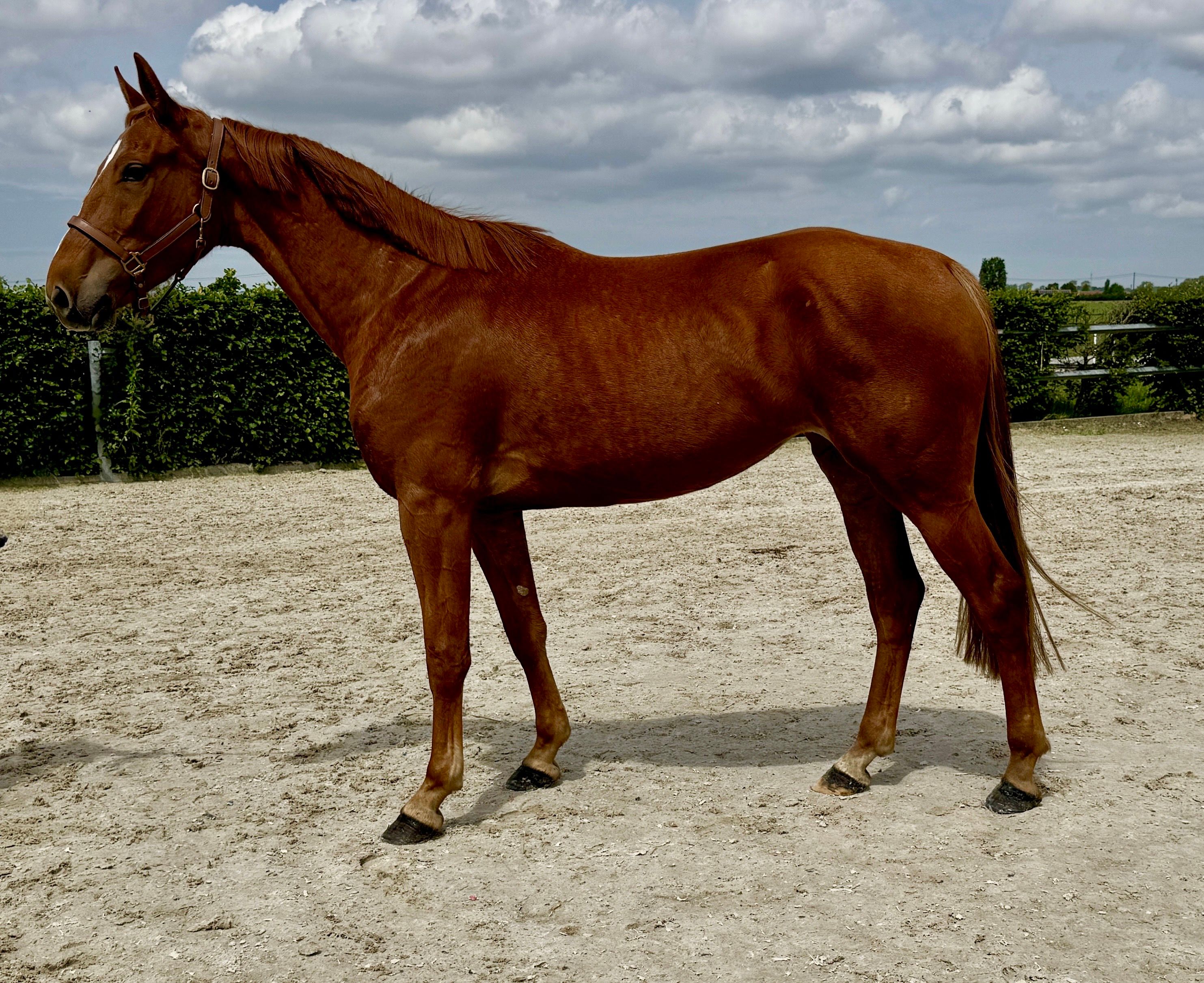 Odette 🍀 – Willing 4-year-old mare with potential