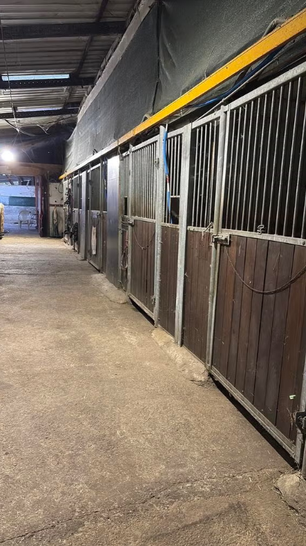 Horse boarding available – Heusden-Zolder, Limburg - Photo 2