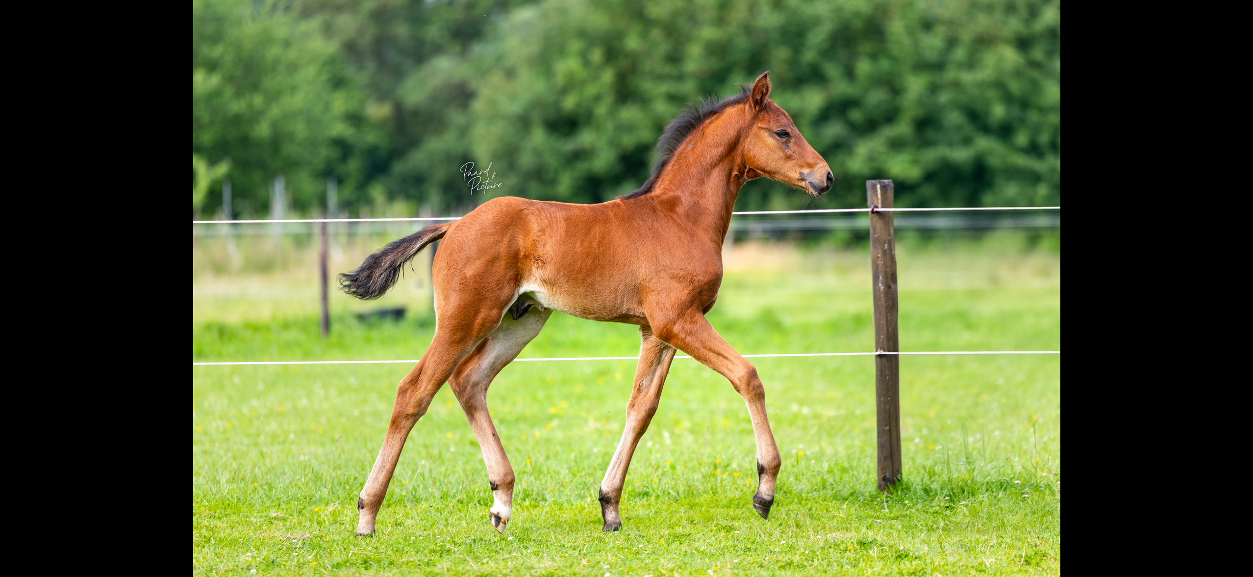 kwpn dressuurpaard hengst 0 years old bruin for sale - Photo 2