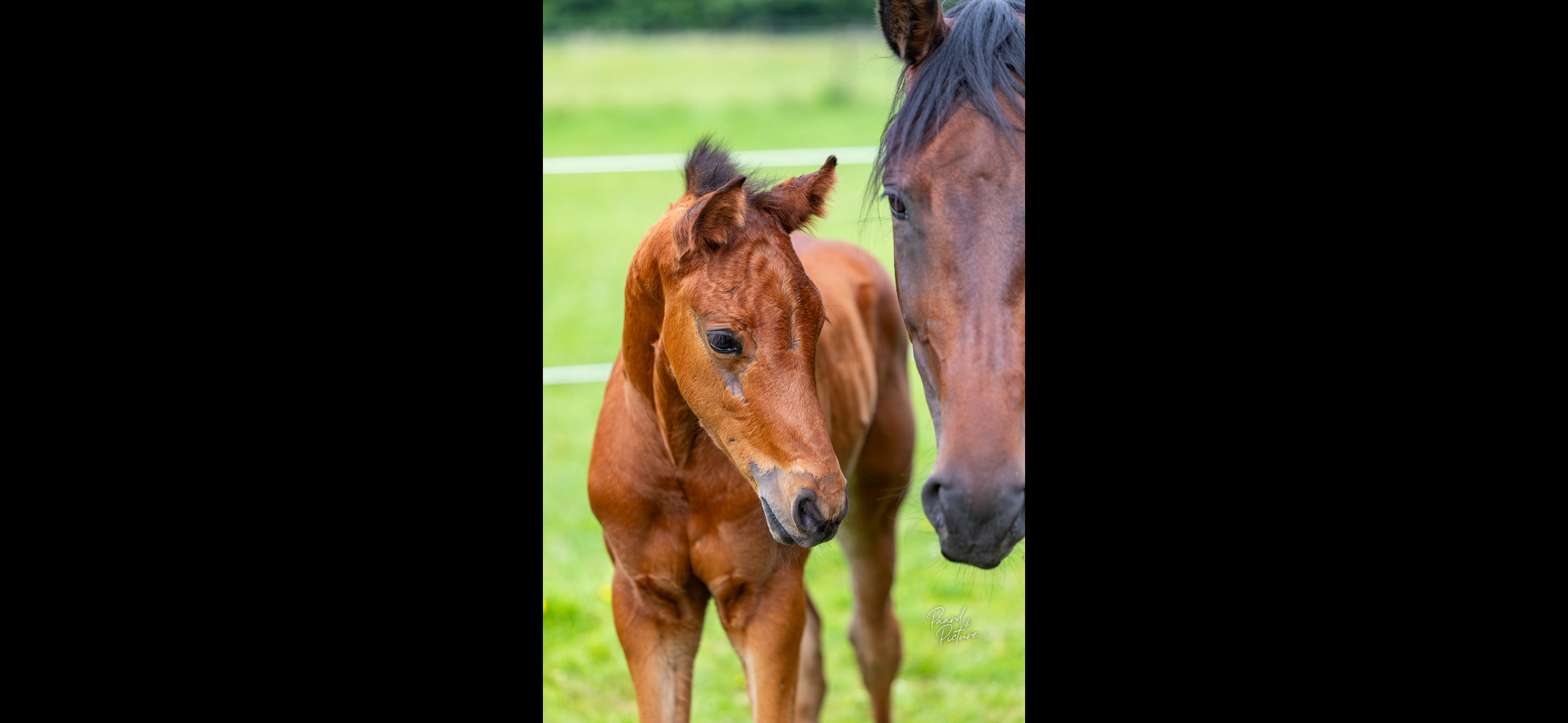 kwpn dressuurpaard hengst 0 years old bruin for sale - Photo 3