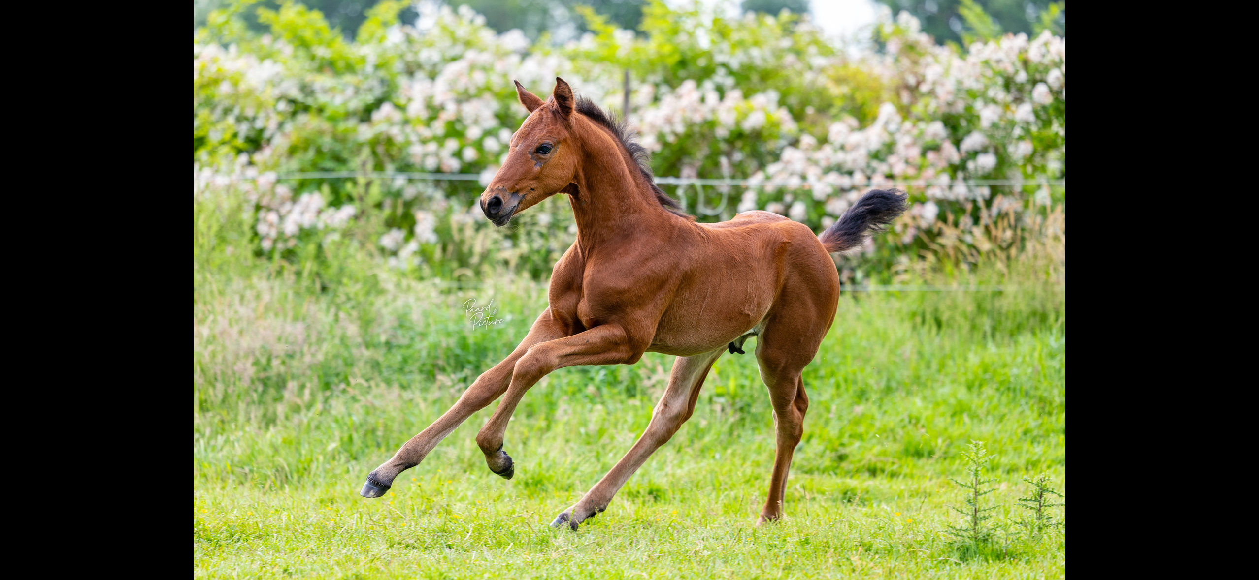 kwpn dressuurpaard hengst 0 years old bruin for sale - Photo 4
