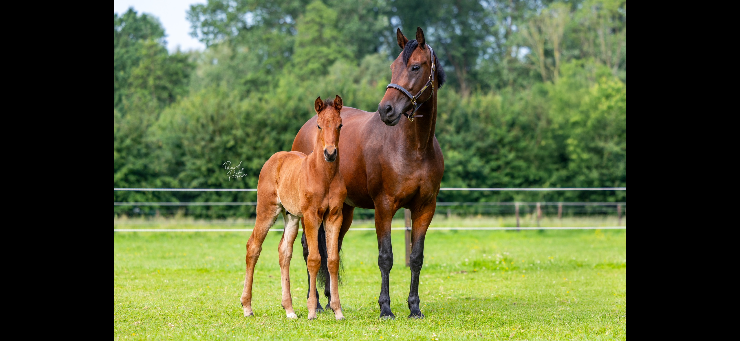 kwpn dressuurpaard hengst 0 years old bruin for sale - Photo 5